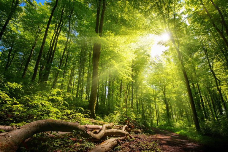 Streamen für das Klima – zocken für den Wald