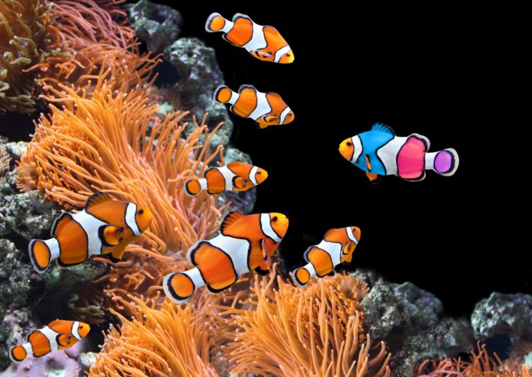 Crowdfunding – von kleinen Fischen und großen Träumen