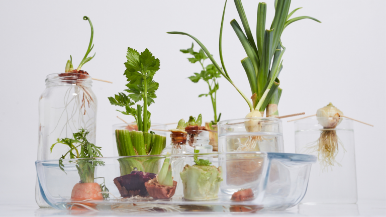 #Regrowing im Test! Welches Gemüse wirklich nachwächst